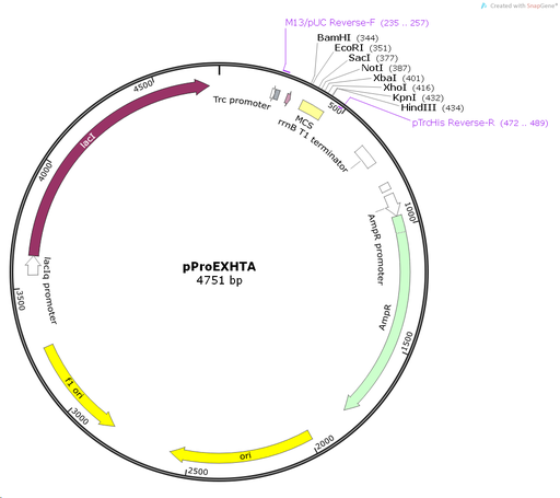 [0820-PVT0373] pProEX HTA plasmid - 2ug