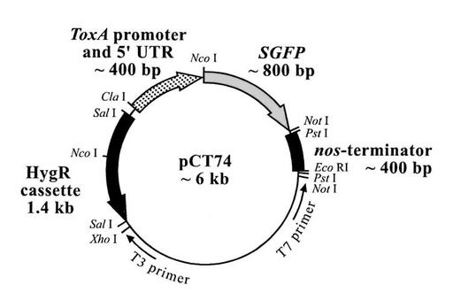 [0820-PVT11337] PCT74 -2 ug