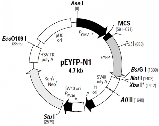 [0820- PVT1222] pEYFP-N1, 2ug