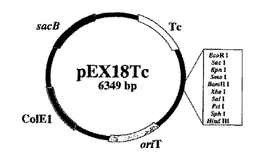 [0820-PVT10636] PEX18TC, 2 ug