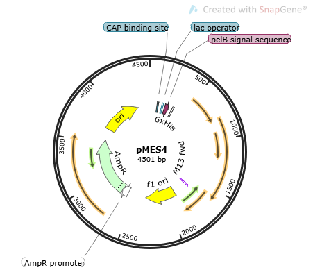 [0820- PVT15975] pMES4 Plasmid, 2 ug