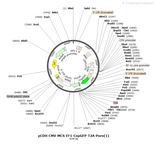 [0820-PVT11079] PCDH-MSCV-MCS-EF1-COPGFP-T2A-PURO