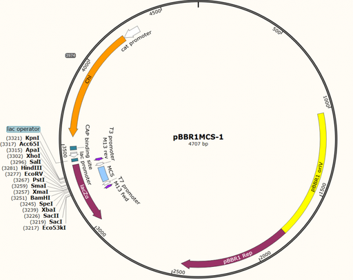 [0820-PVT5601] pBBR1MCS-1 plasmid - 2 µg