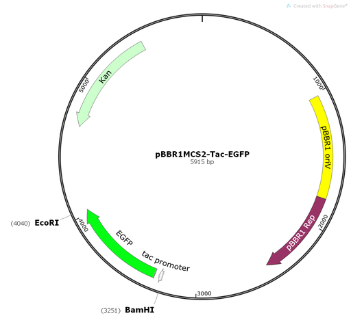 [0820-PVT11377] PBBR1MCS2-TAC-EGFP plasmid - 2ug