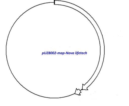 [0820-PVT12448] pUZ8002 , 2 ug