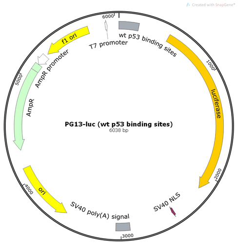 [0820-PVT10823-CMV-puro] PG13-luc-CMV-puro (wt p53 binding sites), 2 ug