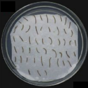 [0820-STR3006] AGL1 Agrobacterium Strain, 100 ul