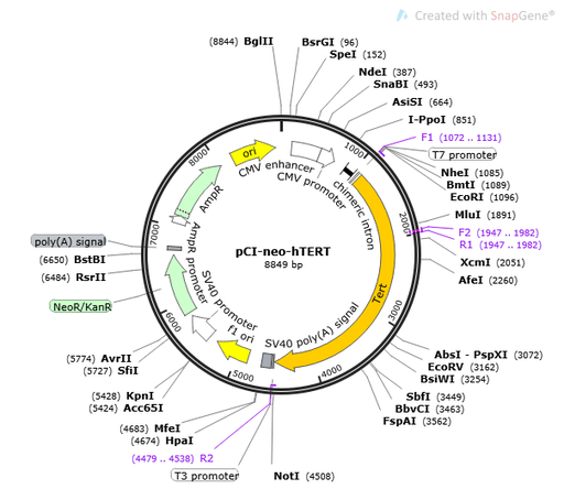 [0820-PVT14801] pCI-neo-hTERT