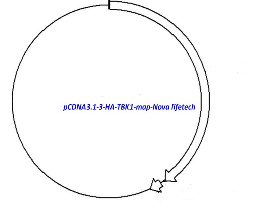 [0820-PVT13315] pCDNA3.1-3-HA-TBK1 Plasmid