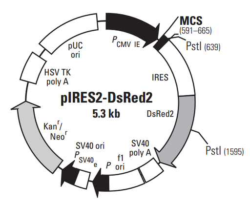 [0820-PVT10757] pIRES2- DsRed2 2ug