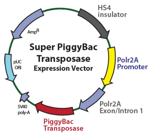 [0820-PVT1602] SUPER PIGGYBAC TRANSPOSASE (PB200PA- 1) PLASMID