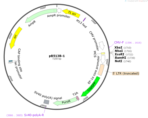 [0820-PVT1601] pCMV-SPORT6.1-MRGPRX3 Plasmid