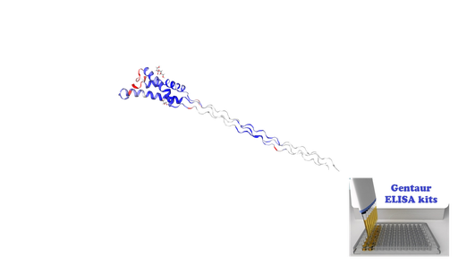 [0338-CEA686Hu-10X96T] ELISA Kit for Human Cross Linked C-Telopeptide Of Type II Collagen (CTXII) - 10x 96 wells plate