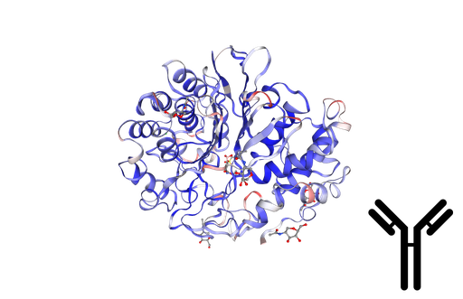 [0338-MAB375Hu21-200UL] Monoclonal Antibody to Human Gamma-Glutamyltransferase 1 (gGT1) - 200ul