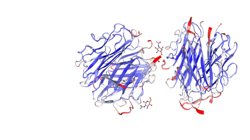 [0751-A099] Human Complement Component C1q Native Protein - 1000 µg/vial