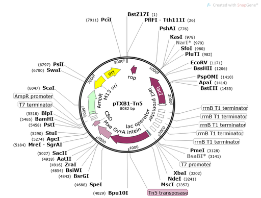 [0820-PVT12233] PTXB1-TN5 Plasmid - 2 µg