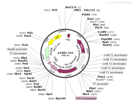 [0820-PVT12233] PTXB1-TN5 Plasmid - 2ug