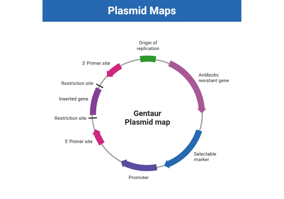 [0197-VPK-420-DJ-8] AAV-DJ/8 Rep-Cap Plasmid - 10 ug