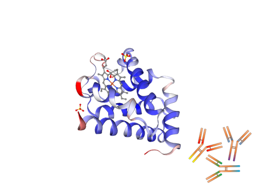 [0091-10-1361] Human Myoglobin monoclonal antibody [Clone: M1709Mg1] - 1 mg