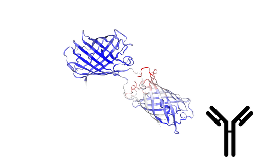 [0894-AB1140] Anti-RFP Polyclonal Antibody - 300 ug