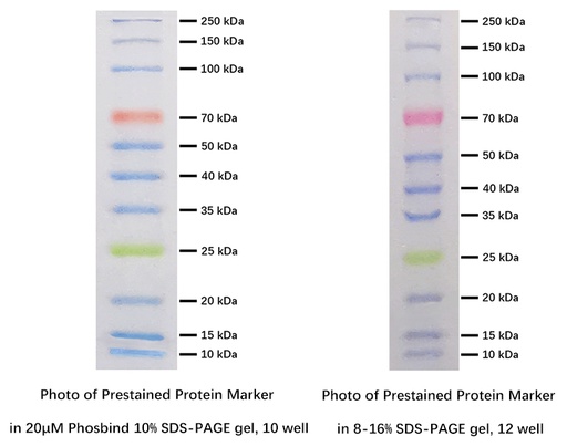 [0607-F4005-2X250UL] Prestained Protein Marker (Triple color, EDTA free, 10-250 kDa) - 2x 250 uL