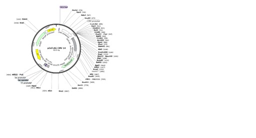 [0820-PVT1046] p3xFLAG-CMV-14 plasmid - 2 ug