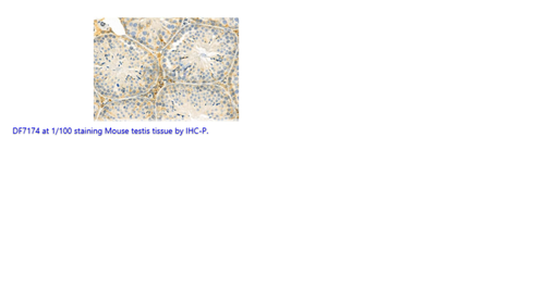 [0796-DF7174-100UL] Peroxiredoxin 3 (PRDX3) polyclonal Antibody - 100 uL