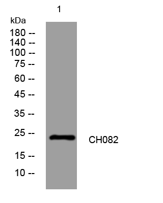 [0772-BT-AP01454-20UL] CH082 Rabbit Polyclonal Antibody - 20 ul