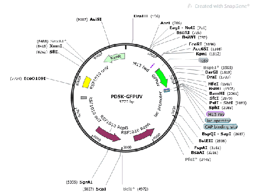 [0820-PVT17263] pDSK-GFPuv plasmid - 2 ug