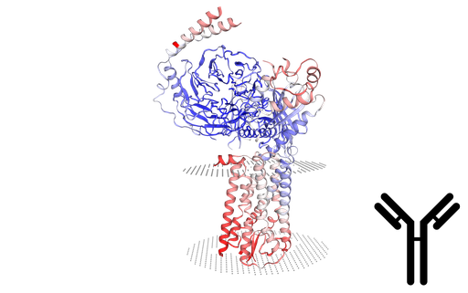 [0338-LAA592Hu81-100UL] FITC-Linked Polyclonal Antibody to Somatostatin (SST) - 100 ul