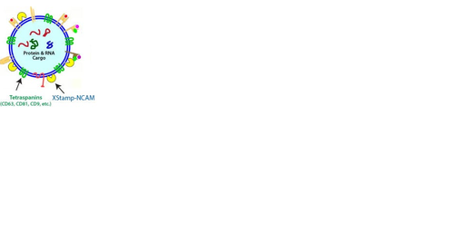 [0322-XSTP721PA-1] XStamp NCAM brain targeting lentivector (uses NCAM to target exosomes to the brain) - 10 ug