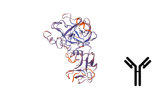 [0399-CSB-PA034529-100UL] Transmembrane protease serine 4 (TMPRSS4) Antibody - 100 uL