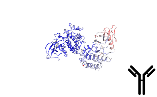 [0399-CSB-PA283003-100UL] C SRC kinase (CSK) Antibody - 100 uL