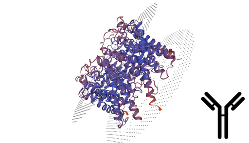 [0399-CSB-PA13909A0Rb-100UG] Aquaglyceroporin-3 (AQP3) Antibody - 100 ug