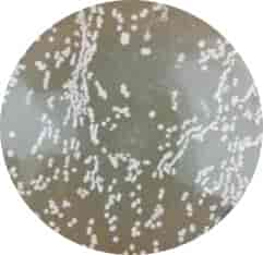 [0820-S0115] HT115 (DE3)-2 Escherichia coli Strains - 100 ul