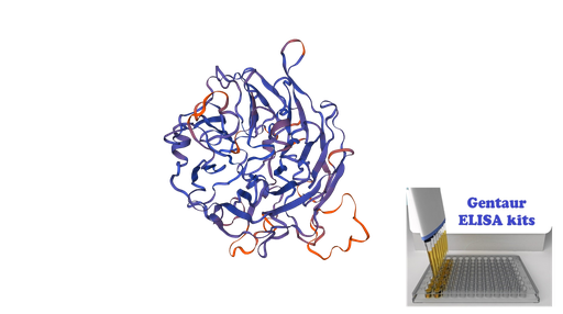 [0812-SL3330Hu-96T] Human Selenium Binding Protein 1 (SELENBP1) ELISA Kit - 96 wells plate