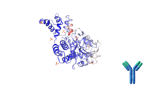 [1029-FHK23210B] Mouse Anti-Human TNFRSF25 [Clone: PTX25] mAb - 100 ug