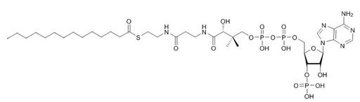 [0024-sc-286320-10MG] Myristoyl coenzyme A Sodium Salt (CAS 3130-72-1) - 10mg