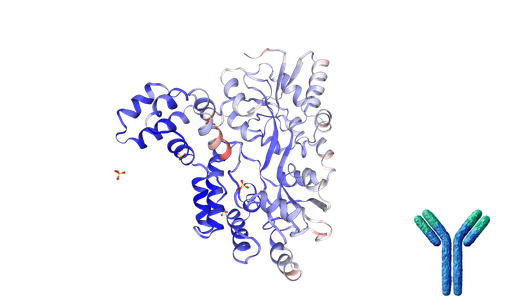 [0708-TAB-246MZ] Anti-Human TNFRSF25 Recombinant Antibody [Clone: 11H08_H1] - 1 mg