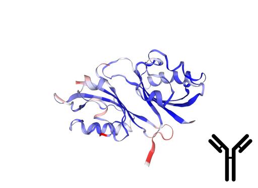 [0519-M00013-1] Anti-HIF-1 Alpha (HIF1A) Rabbit Monoclonal Antibody [Clone: RM242] - 100 ul