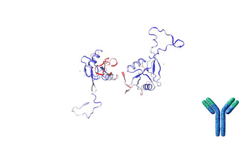 [0708-MOR-0019-FY] Mouse Anti-MRC1 Recombinant Antibody [Clone: 15-2] - 500 ug