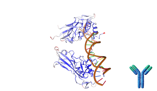 [0796-AF0327-100UL] TBX1 Rabbit polyclonal Antibody - 100 ul