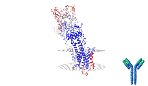 [0544-MBS9405148-0.05ML] SERCA2 (ATP2A2) Polyclonal Antibody - 0.05 mL